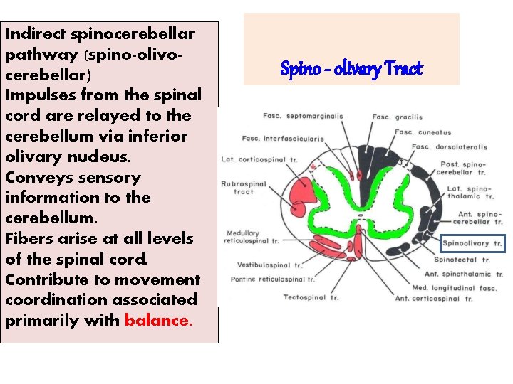 Indirect spinocerebellar pathway (spino-olivocerebellar) Impulses from the spinal cord are relayed to the cerebellum