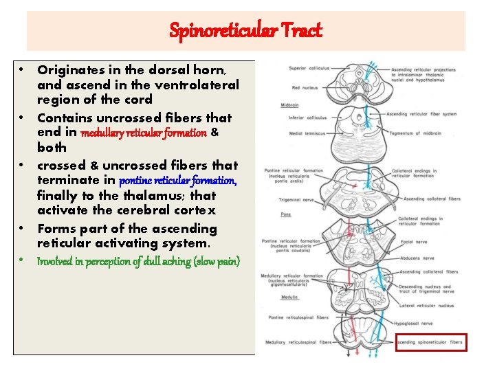 Spinoreticular Tract • Originates in the dorsal horn, and ascend in the ventrolateral region