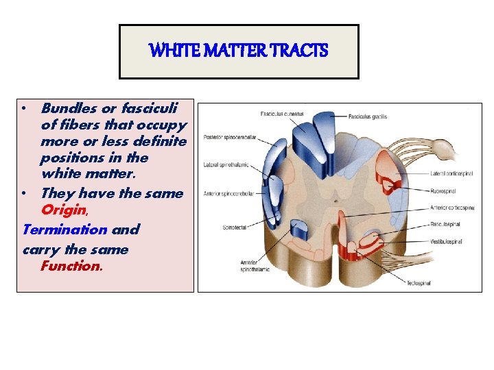 WHITE MATTER TRACTS • Bundles or fasciculi of fibers that occupy more or less