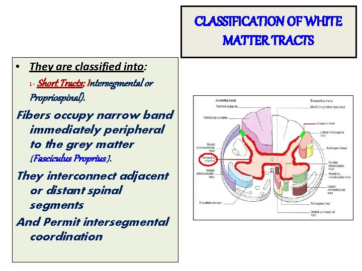 CLASSIFICATION OF WHITE MATTER TRACTS • They are classified into: 1 - Short Tracts;