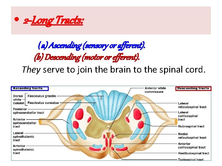  • 2 -Long Tracts: (a) Ascending (sensory or afferent). (b) Descending (motor or