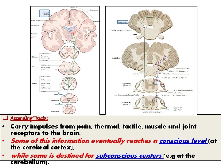q Ascending Tracts; • Carry impulses from pain, thermal, tactile, muscle and joint receptors