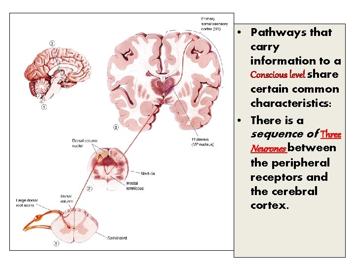  • Pathways that carry information to a Conscious level share certain common characteristics: