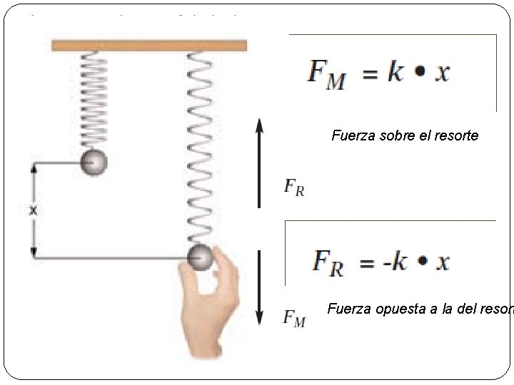 Fuerza sobre el resorte Fuerza opuesta a la del resort 