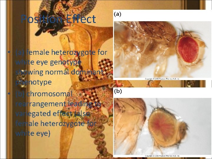 Position Effect • (a) female heterozygote for white eye genotype showing normal dominant phenotype