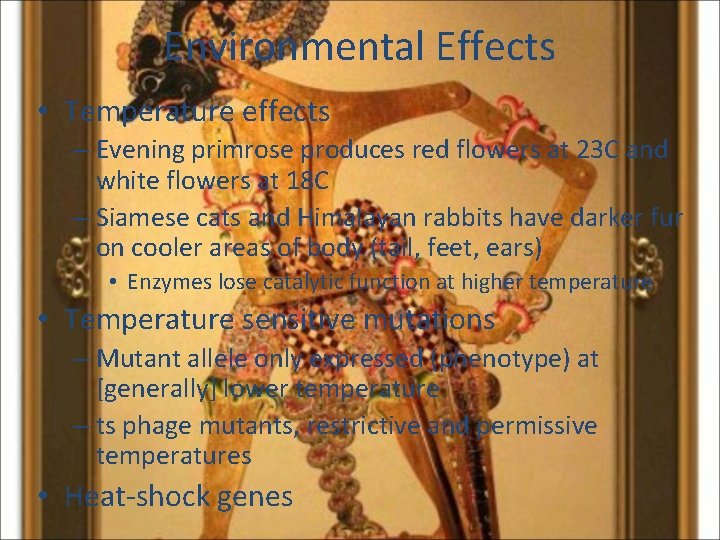 Environmental Effects • Temperature effects – Evening primrose produces red flowers at 23 C