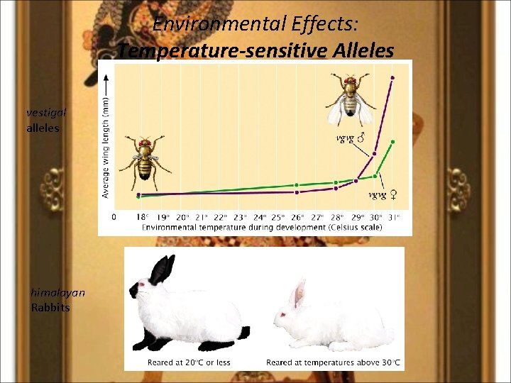 Environmental Effects: Temperature-sensitive Alleles vestigal alleles himalayan Rabbits 