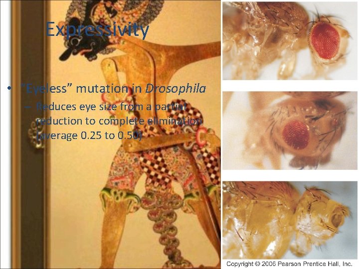 Expressivity • “Eyeless” mutation in Drosophila – Reduces eye size from a partial reduction