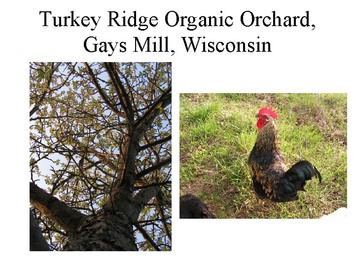 Turkey Ridge Organic Orchard, Gays Mill, Wisconsin 