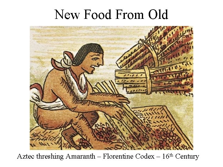 New Food From Old Aztec threshing Amaranth – Florentine Codex – 16 th Century