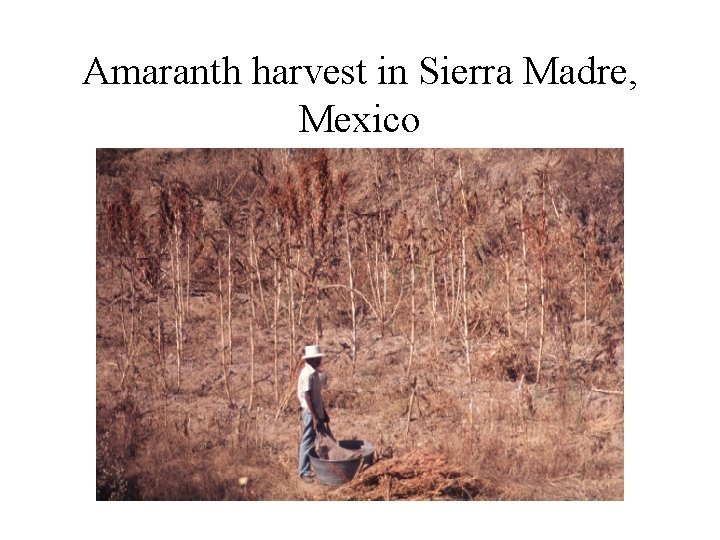 Amaranth harvest in Sierra Madre, Mexico 
