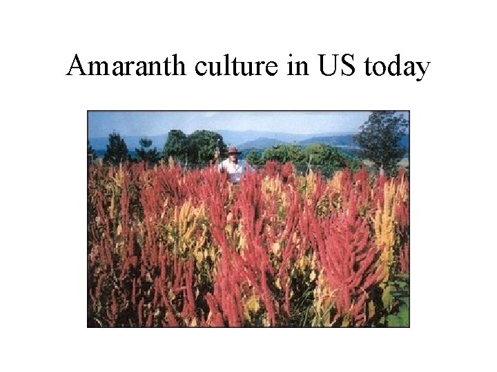Amaranth culture in US today 