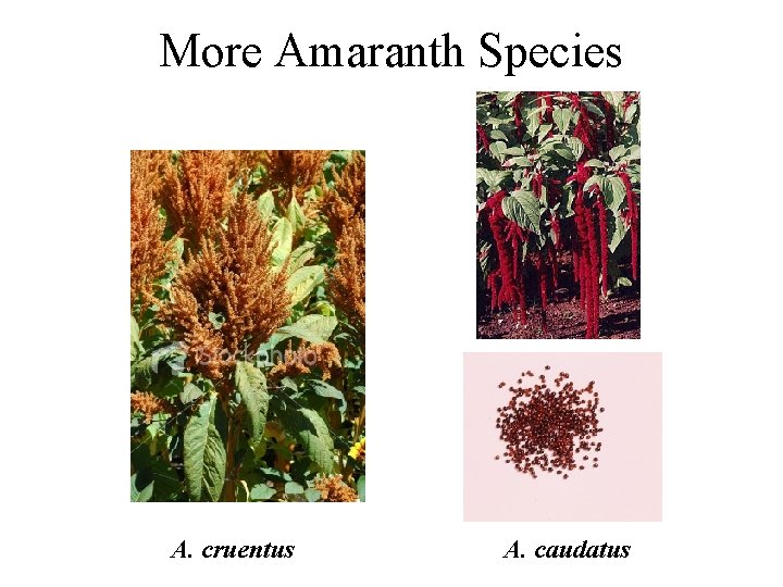 More Amaranth Species A. cruentus A. caudatus 