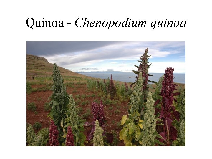 Quinoa - Chenopodium quinoa 