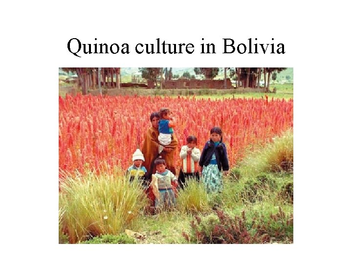 Quinoa culture in Bolivia 