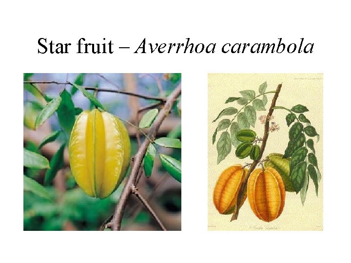 Star fruit – Averrhoa carambola 