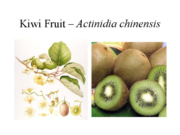 Kiwi Fruit – Actinidia chinensis 