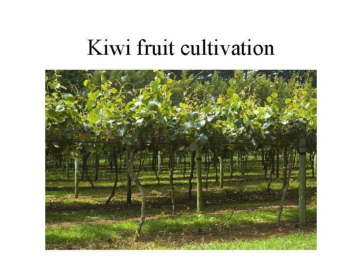 Kiwi fruit cultivation 