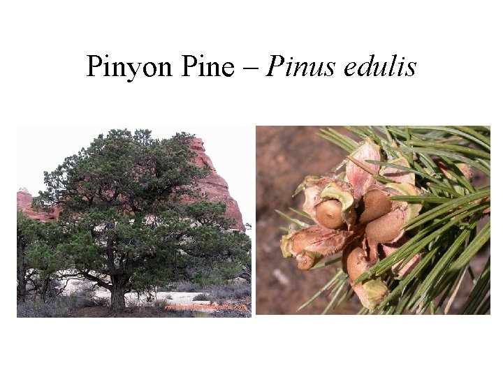 Pinyon Pine – Pinus edulis 