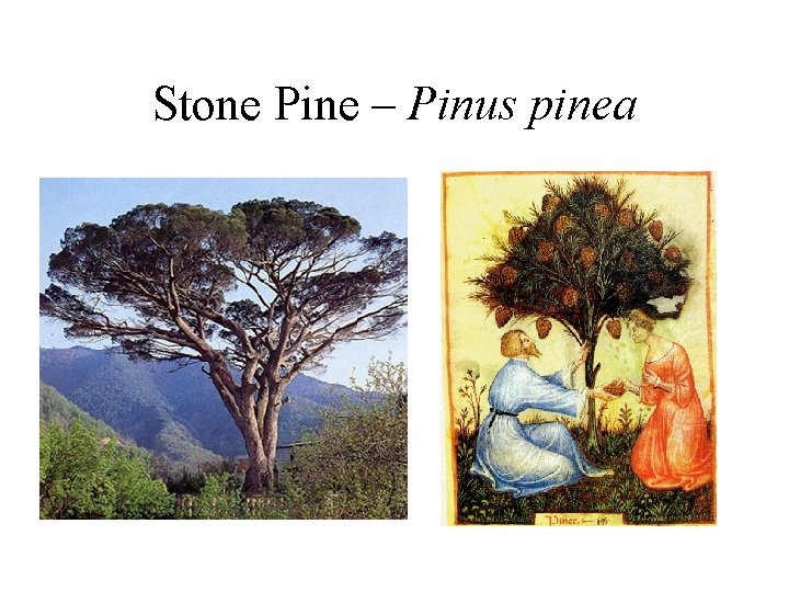 Stone Pine – Pinus pinea 