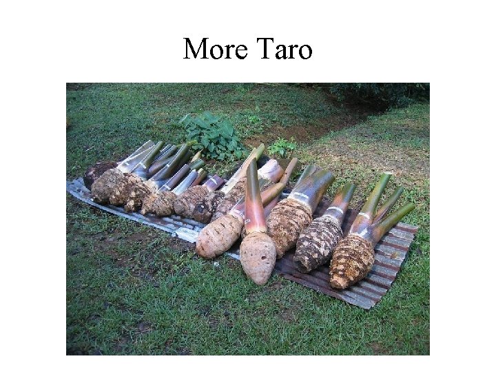 More Taro 