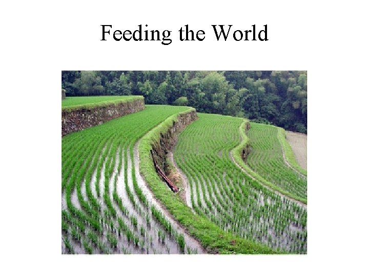 Feeding the World 