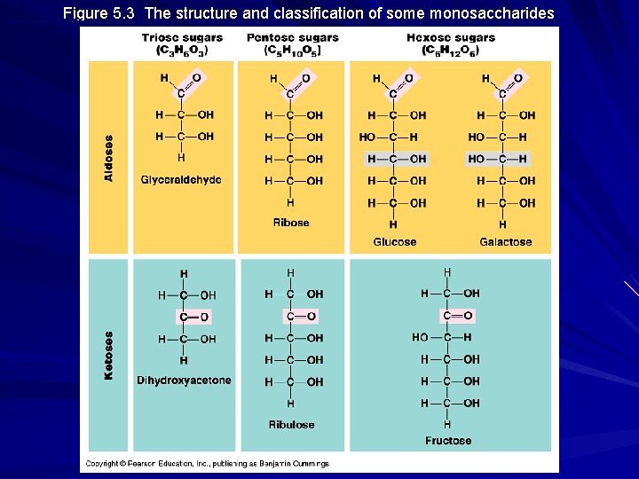 Figure 5. 3 The structure and classification of some monosaccharides 