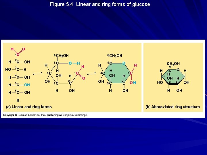Figure 5. 4 Linear and ring forms of glucose 