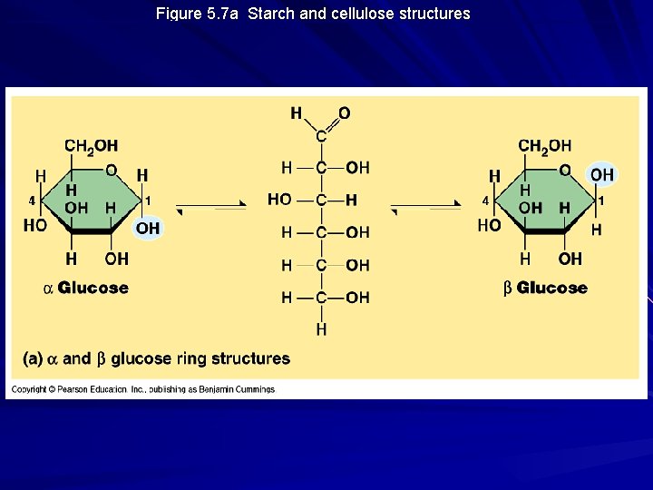 Figure 5. 7 a Starch and cellulose structures 