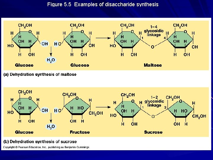 Figure 5. 5 Examples of disaccharide synthesis 