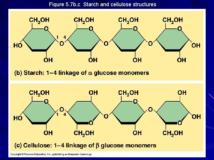 Figure 5. 7 b, c Starch and cellulose structures 