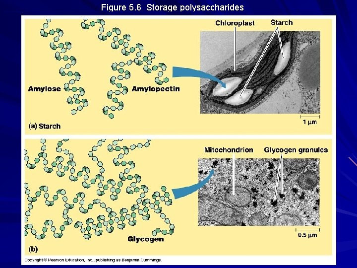 Figure 5. 6 Storage polysaccharides 