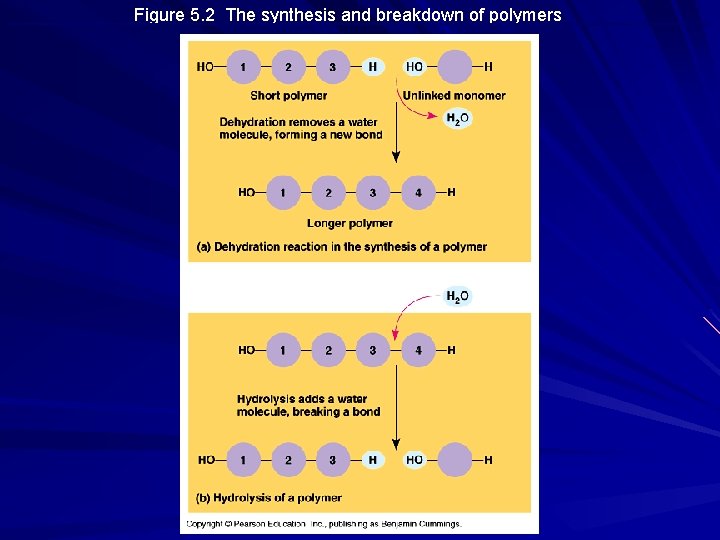 Figure 5. 2 The synthesis and breakdown of polymers 