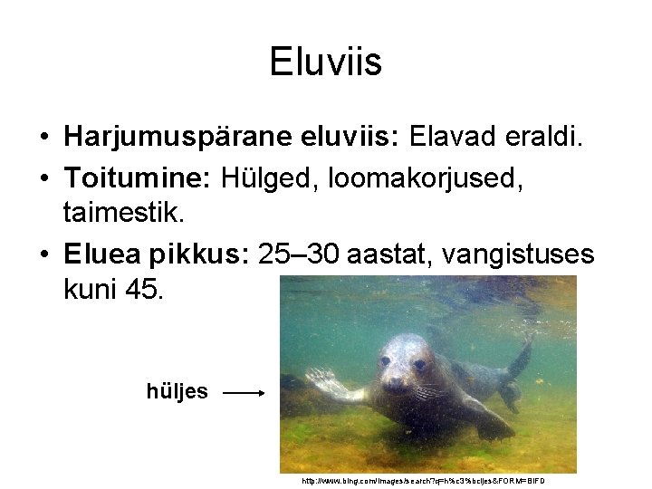 Eluviis • Harjumuspärane eluviis: Elavad eraldi. • Toitumine: Hülged, loomakorjused, taimestik. • Eluea pikkus: