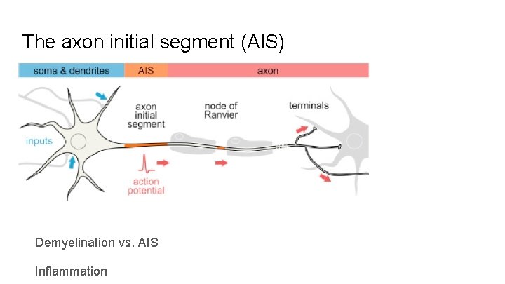 The axon initial segment (AIS) Demyelination vs. AIS Inflammation 