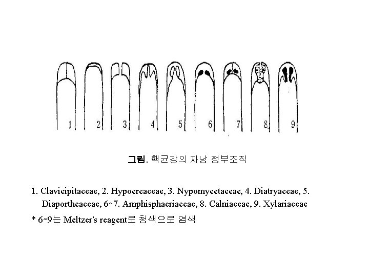 그림. 핵균강의 자낭 정부조직 1. Clavicipitaceae, 2. Hypocreaceae, 3. Nypomycetaceae, 4. Diatryaceae, 5. Diaportheaceae,