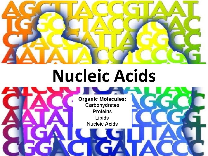 Nucleic Acids Organic Molecules: Carbohydrates Proteins Lipids Nucleic Acids 