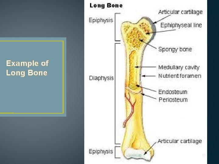 Example of Long Bone 11 