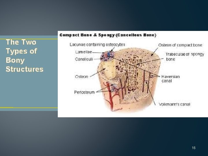The Two Types of Bony Structures 16 