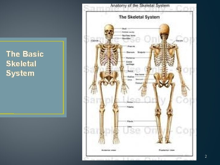 The Basic Skeletal System 2 