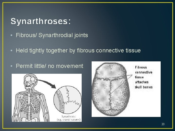 Synarthroses: • Fibrous/ Synarthrodial joints • Held tightly together by fibrous connective tissue •
