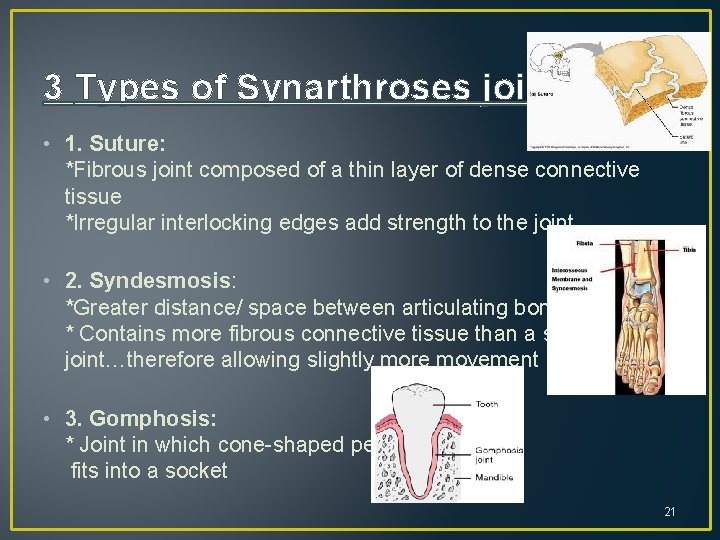 3 Types of Synarthroses joints: • 1. Suture: *Fibrous joint composed of a thin