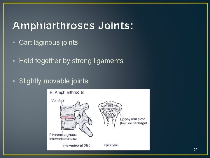 Amphiarthroses Joints: • Cartilaginous joints • Held together by strong ligaments • Slightly movable