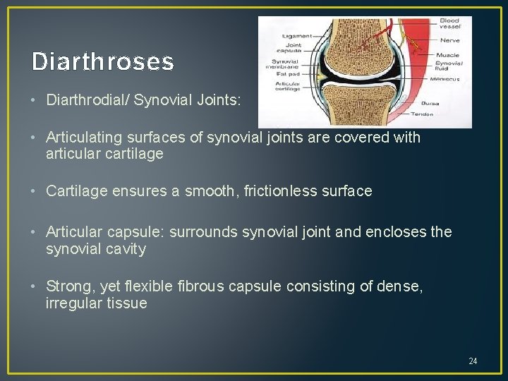 Diarthroses • Diarthrodial/ Synovial Joints: • Articulating surfaces of synovial joints are covered with