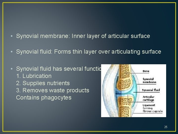  • Synovial membrane: Inner layer of articular surface • Synovial fluid: Forms thin