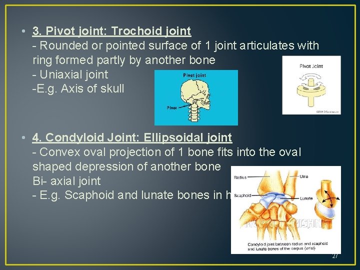  • 3. Pivot joint: Trochoid joint - Rounded or pointed surface of 1