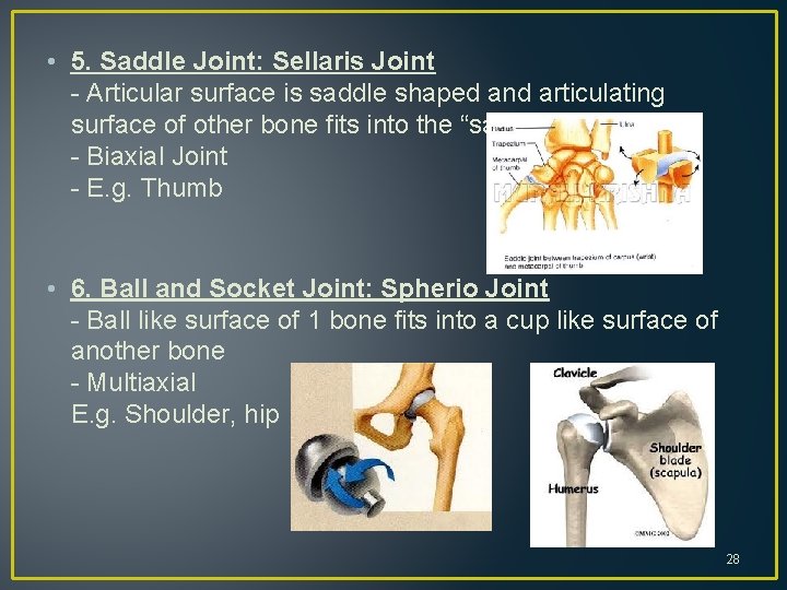  • 5. Saddle Joint: Sellaris Joint - Articular surface is saddle shaped and