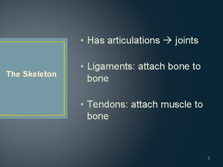  • Has articulations joints The Skeleton • Ligaments: attach bone to bone •