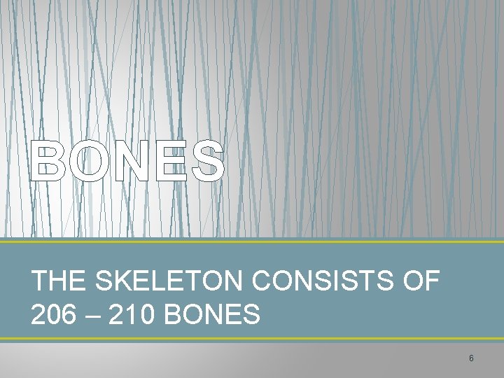 BONES THE SKELETON CONSISTS OF 206 – 210 BONES 6 