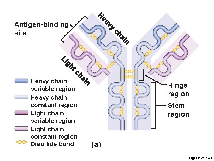 Antigen-binding site Heavy chain variable region Heavy chain constant region Light chain variable region Antigen-binding site Heavy chain variable region Heavy chain constant region Light chain variable region